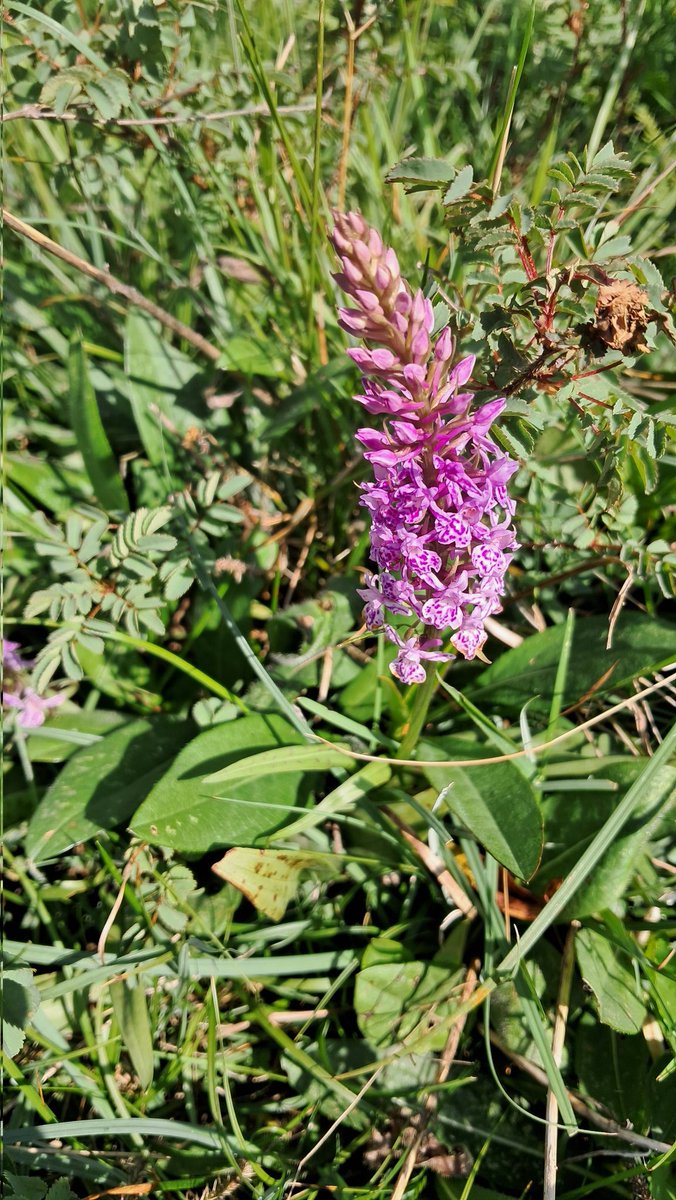 Spoiler alert.

Look away now if you don't want to see a  Common Spotted x Chalk Fragrant Orchid hybrid
<a href="/Botany2021/">Sylvatica</a> <a href="/botany_beck/">Rebecca Wheeler</a> <a href="/chrishindle/">Christian Hindle</a> <a href="/duncan_dine/">Duncan Dine</a> <a href="/JohnAcid/">Acid John</a> <a href="/lancsgp/">🍀dinesh patel 🦋</a> <a href="/smurfett722/">Janette</a> <a href="/thenewgalaxy/">Dr Richard Bate</a> <a href="/EuropeanOrchids/">European Orchids & Wildflowers</a>
