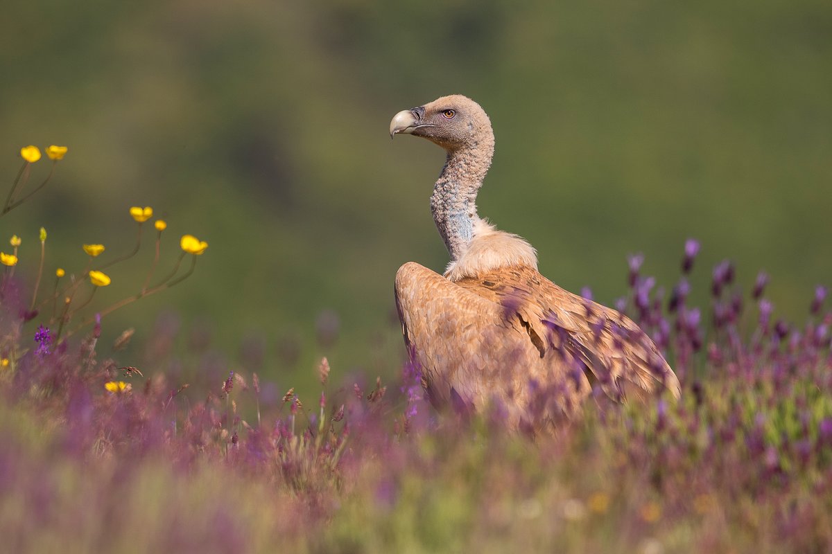 📍 +200 especies
📍 40 enclaves ornitológicos
📍 Disponible para alojamientos rurales, centros educativos y guías de naturaleza
🐦 Un recurso para fomentar el #ecoturismo y el respeto por nuestro #patrimonio natural.