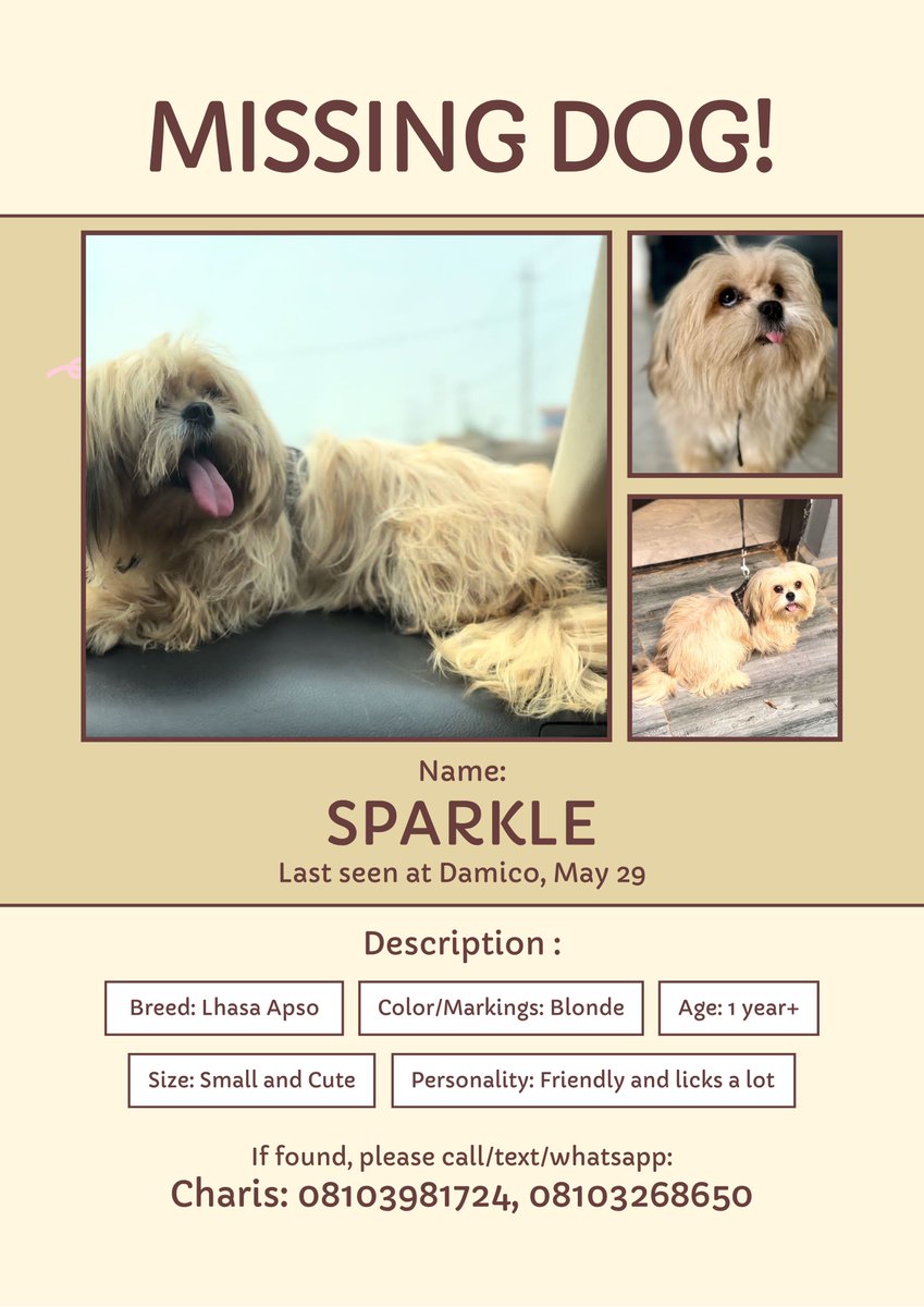 NKECHI (iamcharis.base.eth) (@__iamcharis) on Twitter photo Missing Dog!🗣️😭
Been away for a while due to the accident, and now I just got the heartbreaking news that <a href="/Sparkle_Pawz/">SPARKLE🐾✨✨</a> has gone missing. I don’t even know how to process this.🥹
Pls if you stay in Ile-Ife, Osun state and you’ve seen or you see this dog anywhere, kindly put a Missing Dog!🗣️😭
Been away for a while due to the accident, and now I just got the heartbreaking news that <a href="/Sparkle_Pawz/">SPARKLE🐾✨✨</a> has gone missing. I don’t even know how to process this.🥹
Pls if you stay in Ile-Ife, Osun state and you’ve seen or you see this dog anywhere, kindly put a