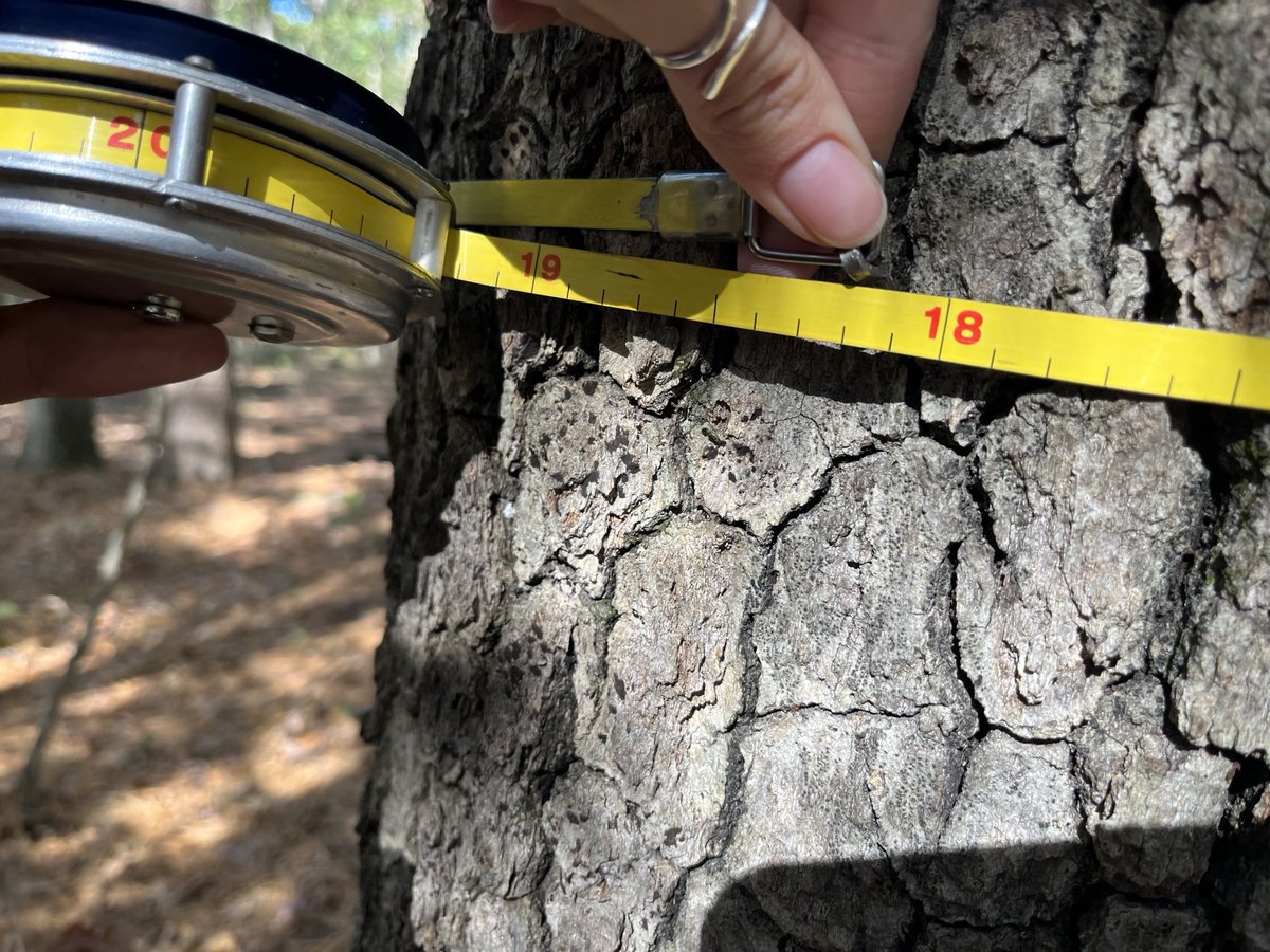 In this photo, a forester is demonstrating how to measure the diameter of a tree with a diameter tape. Getting an accurate diameter breast height measurement helps foresters determine the number of trees that need to be removed so the stand doesn’t get under or over-thinned.