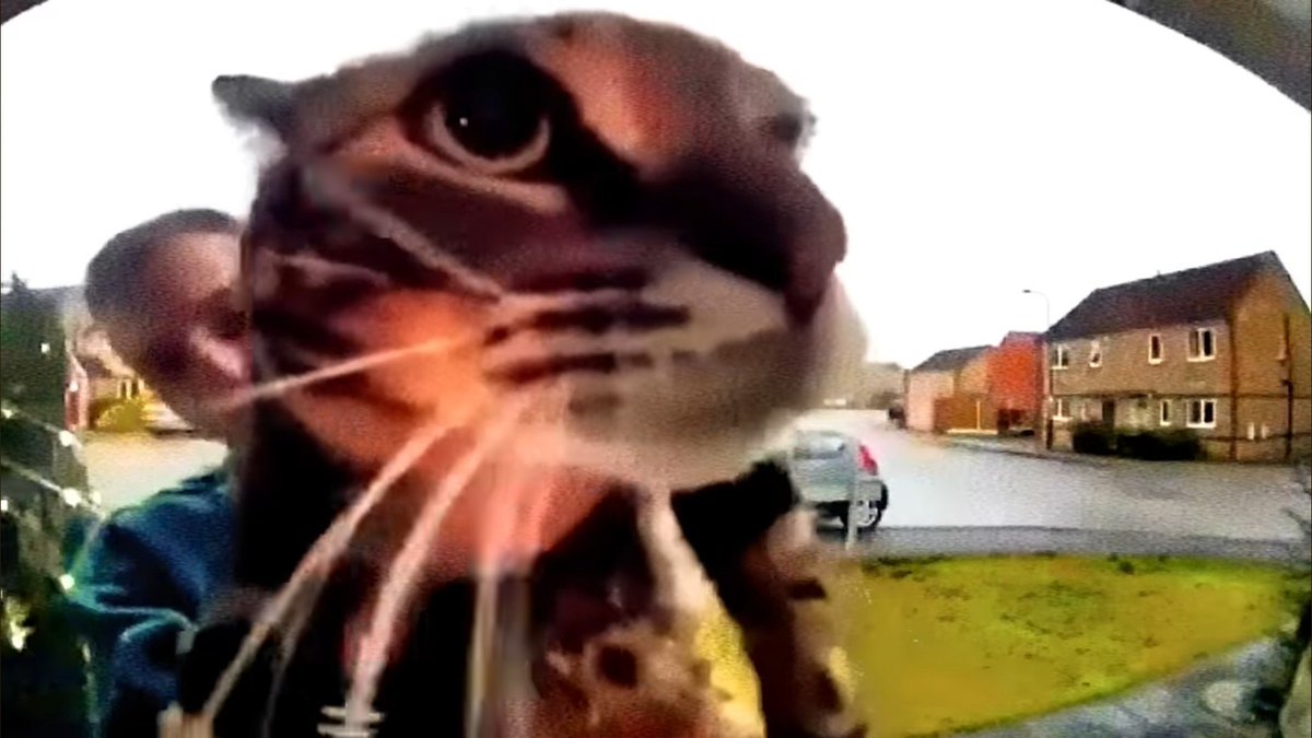 Meow :3 cat meme
#5rubles