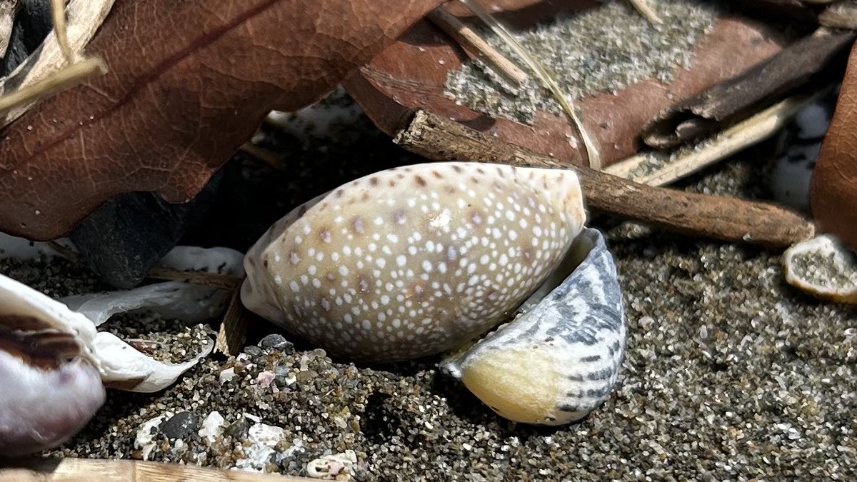 こんな宝物みたいなものが、砂浜に打ち寄せられるようになってるなんてなあ