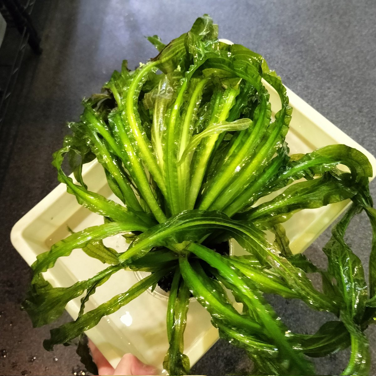 大きく育ったエキノドルスsp.イプサバ（ベルテロイと思われる）育て