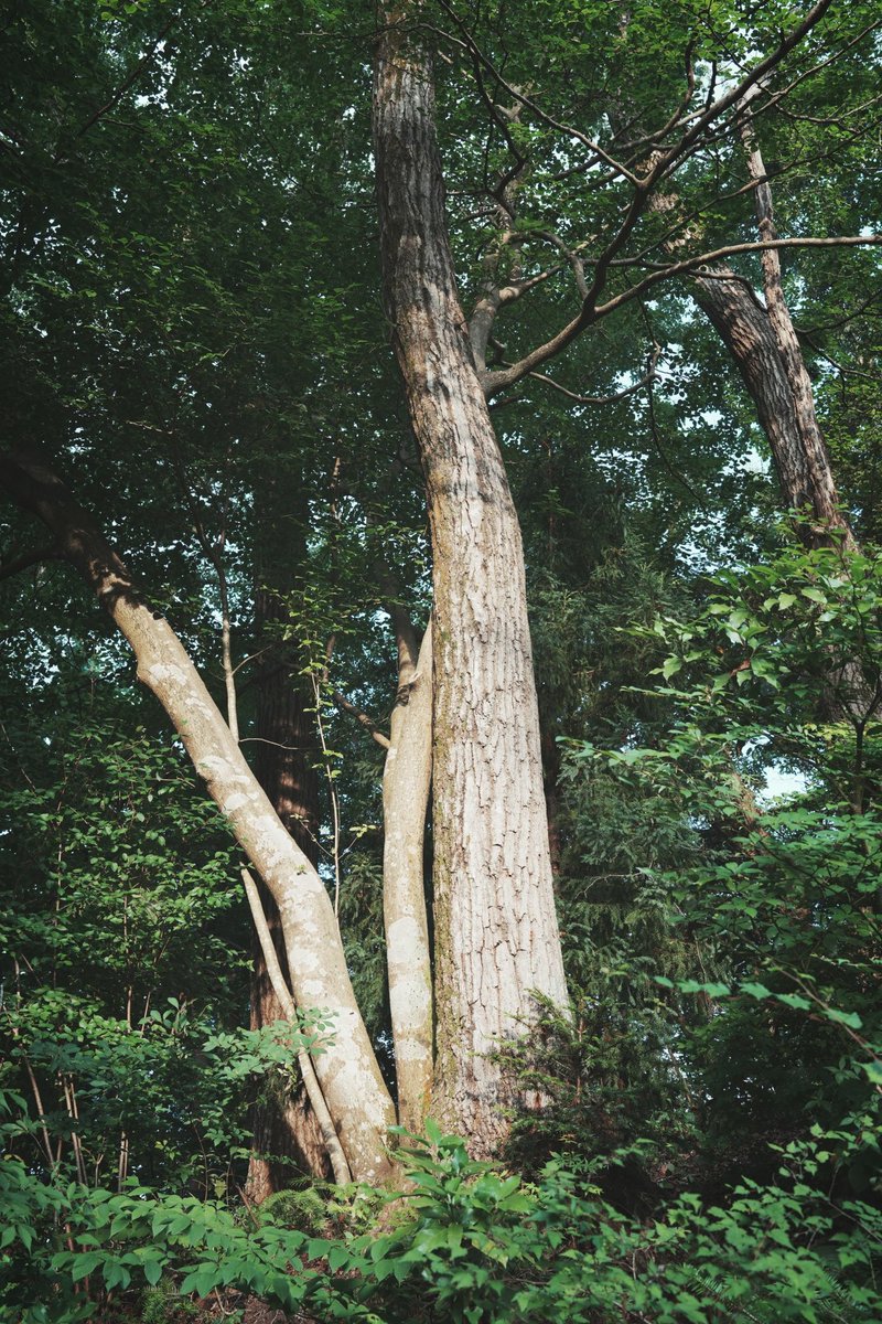 不才路人丁 tweet media