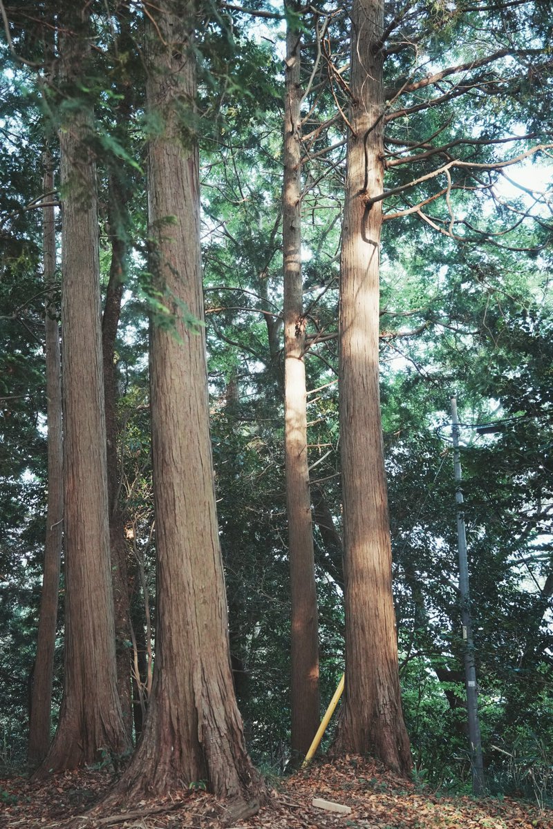 不才路人丁 tweet media