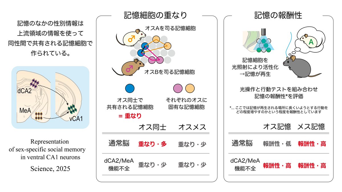 「あの人の名前なんだっけ… 」とは良くなりますが、「あの人は男だったけ? 女だったっけ?」とはあまりならないのではないのでしょうか。

そのような記憶のなかの性別情報はどのように作られているのか、その脳のしくみを調べました。

本研究は、東京大学よりScience誌にて報告しました。