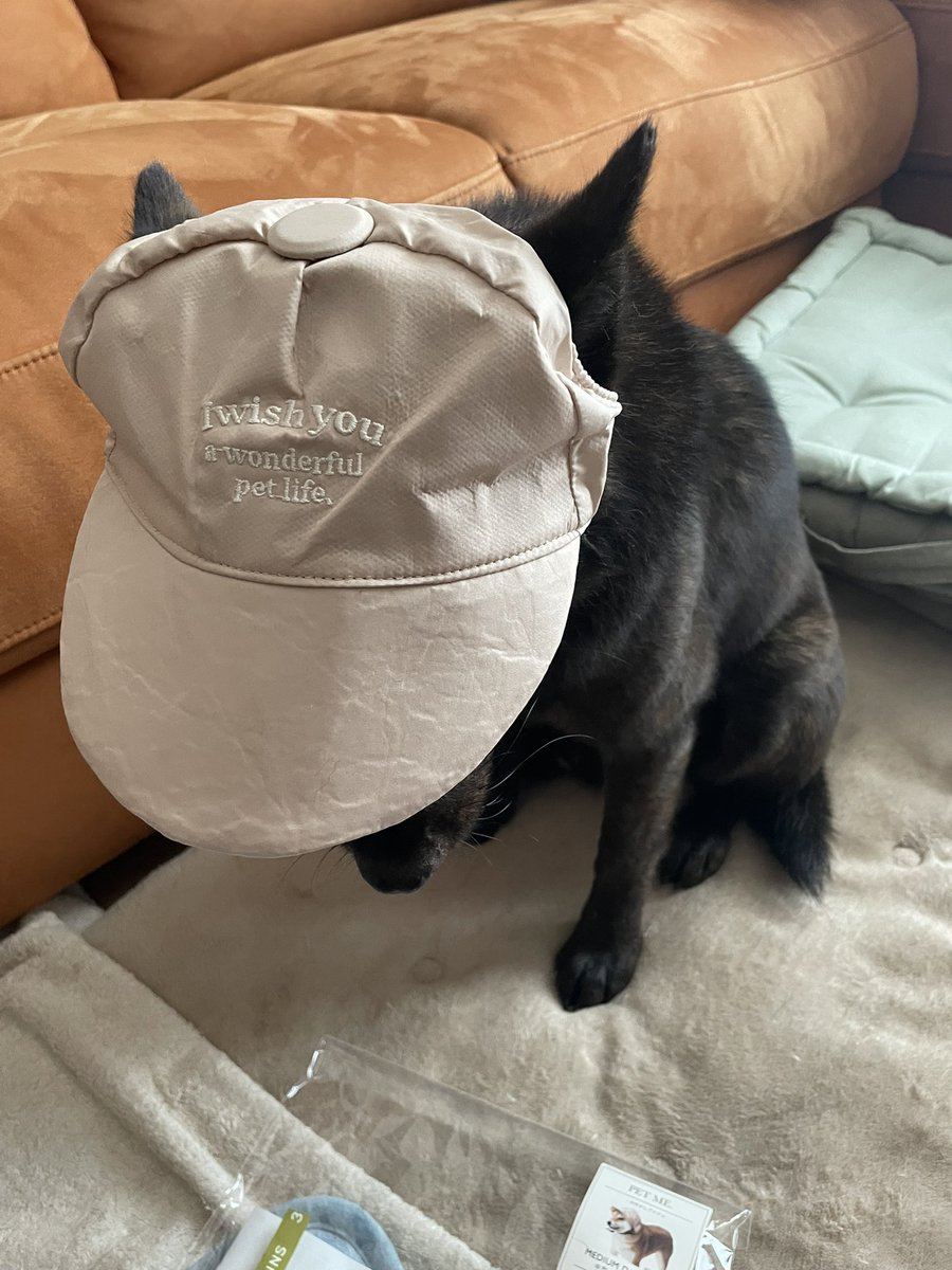 ar_bmsr's tweet photo. スリ��に珍しく中型犬大型犬のがあったから買ってみたら…なんか違う…笑。甲斐犬は頭が小さいからかな🤔

にしてもこの柴犬少しムイてるよね🤣 https://t.co/UwXtAHdymx