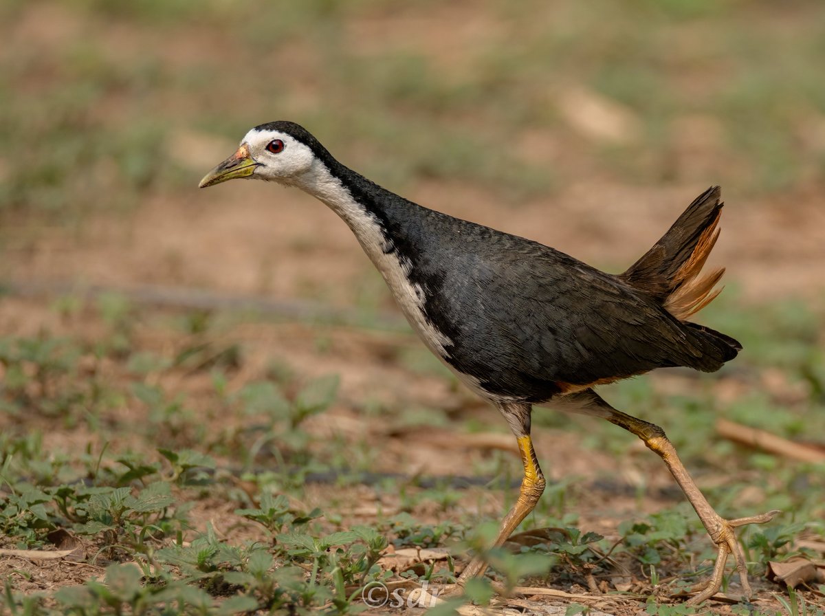 sanshali1's tweet photo. White breasted Waterhen . @IndiAves @NatureIn_Focus @ragnyabhawani #BirdsSeenIn2025 #BBCWildlifePOTD #NikonZ8 #NaturePhotography #Birdphotography #hen #waterhen #chandigarh #waterbirds #crake https://t.co/rcy4mMmllp