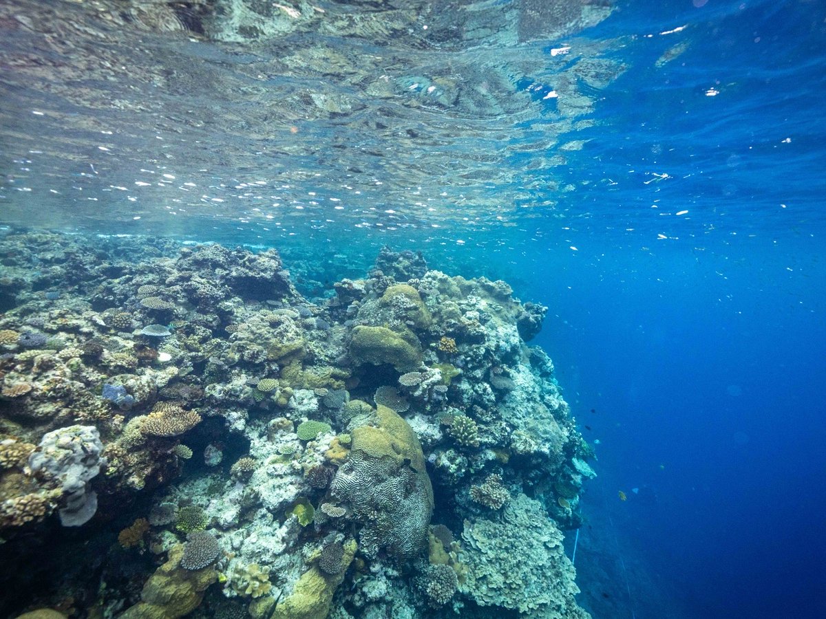 The RG lab boarded the R/V Hydra for Leg 3 of @InkfishExpeditions’ 4-month scientific endeavour in  the Solomon Islands. The team will focus on characterizing the biodiversity and ecology of mesophotic &amp; shallow coral reef ecosystems🪸
 #3Dimaging #coralreefs #SolomonIslands