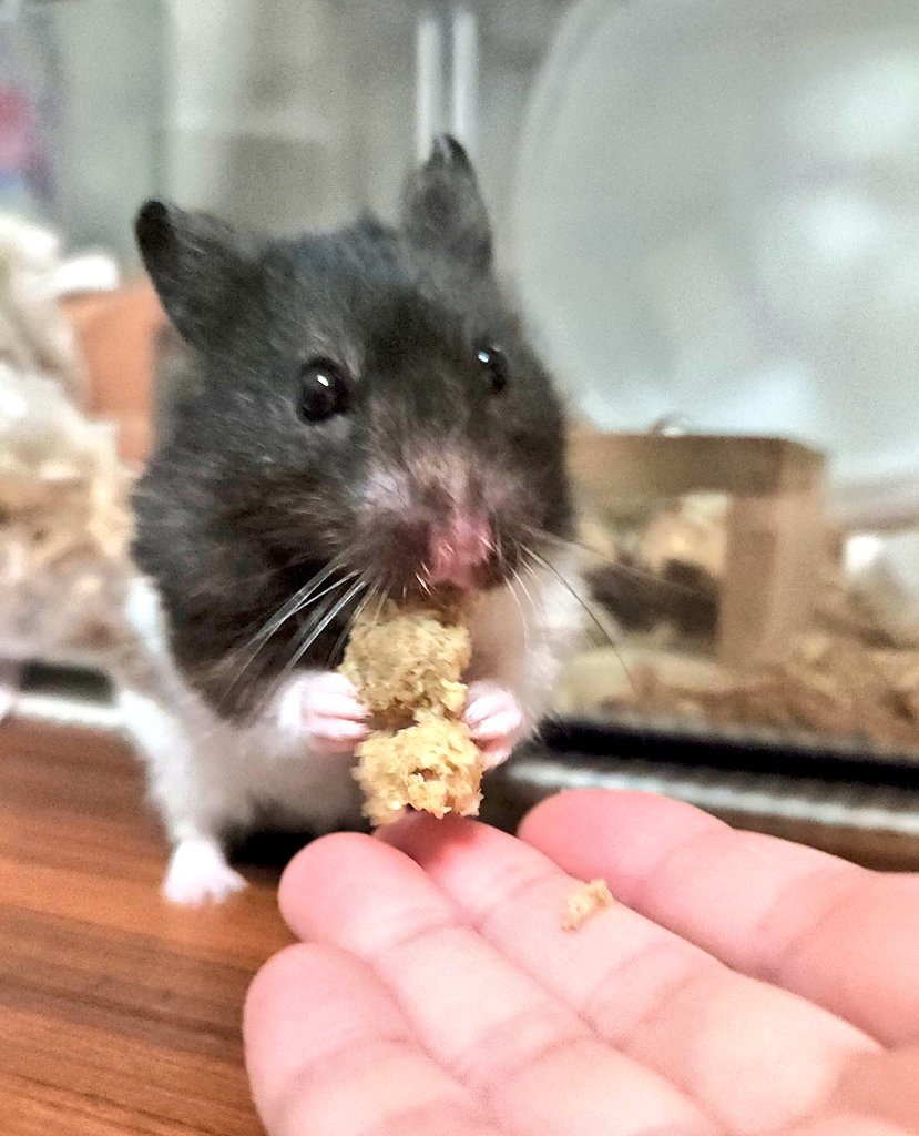 ぽにハム-小梅と牛若丸 (@poniham25) on Twitter photo #牛若丸プレイバック #ハムスター
おっきいごはんもらた! #牛若丸プレイバック #ハムスター
おっきいごはんもらた!