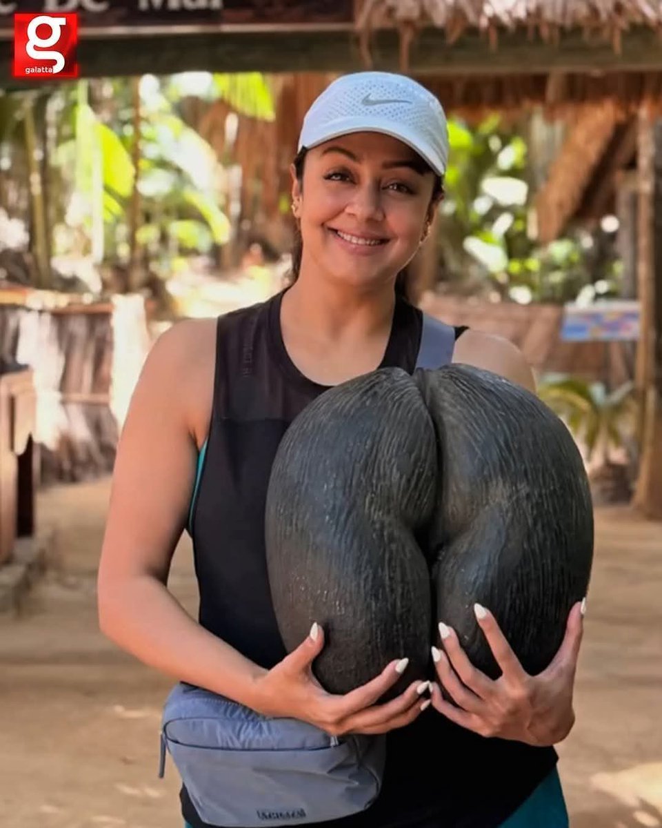 tweetsofpradeep's tweet photo. Actress Jyothika is seen holding the Coco de Mer — a rare palm seed 🌴 known as the largest and most sensual seed in the world.
#CocoDeMer
This iconic double coconut from the Seychelles palm has inspired global brands like: 🔸 Coco de Mer luxury lingerie (UK)
🔸 Coco de Mer Resort (Seychelles)
Exotic, elegant, and unforgettable 🥥✨
Image: @galattadotcom