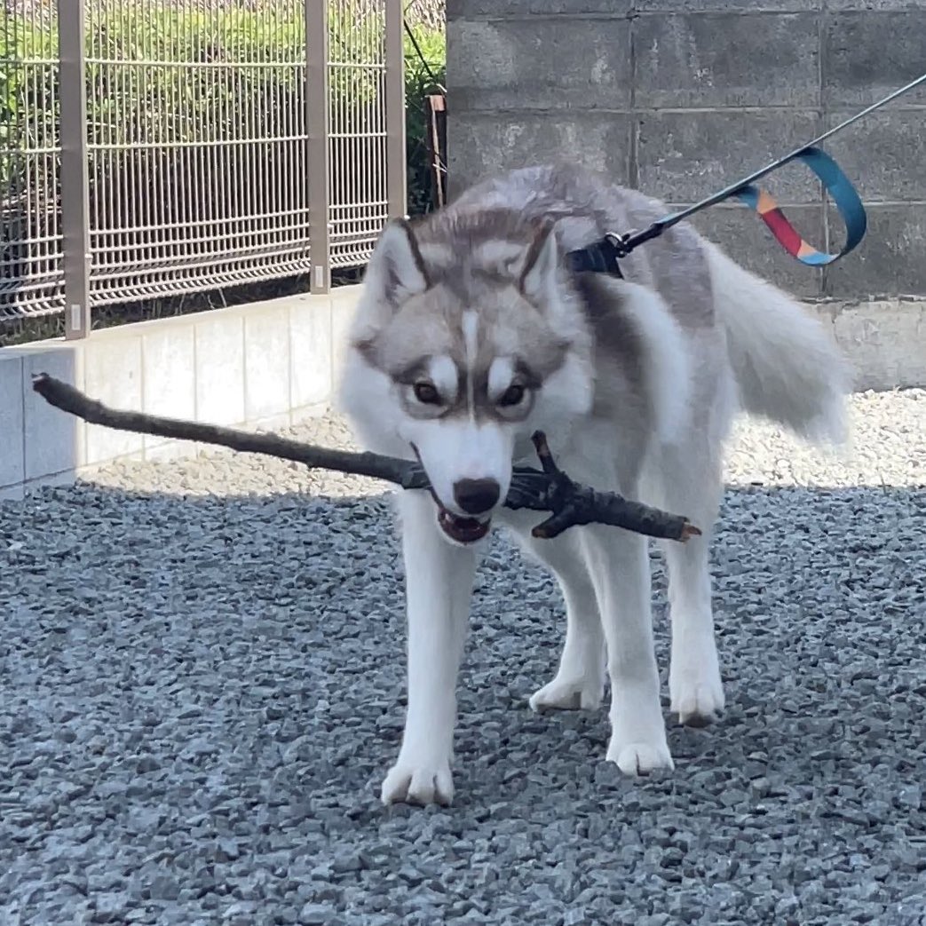 最弱個体のザシアン⚔️