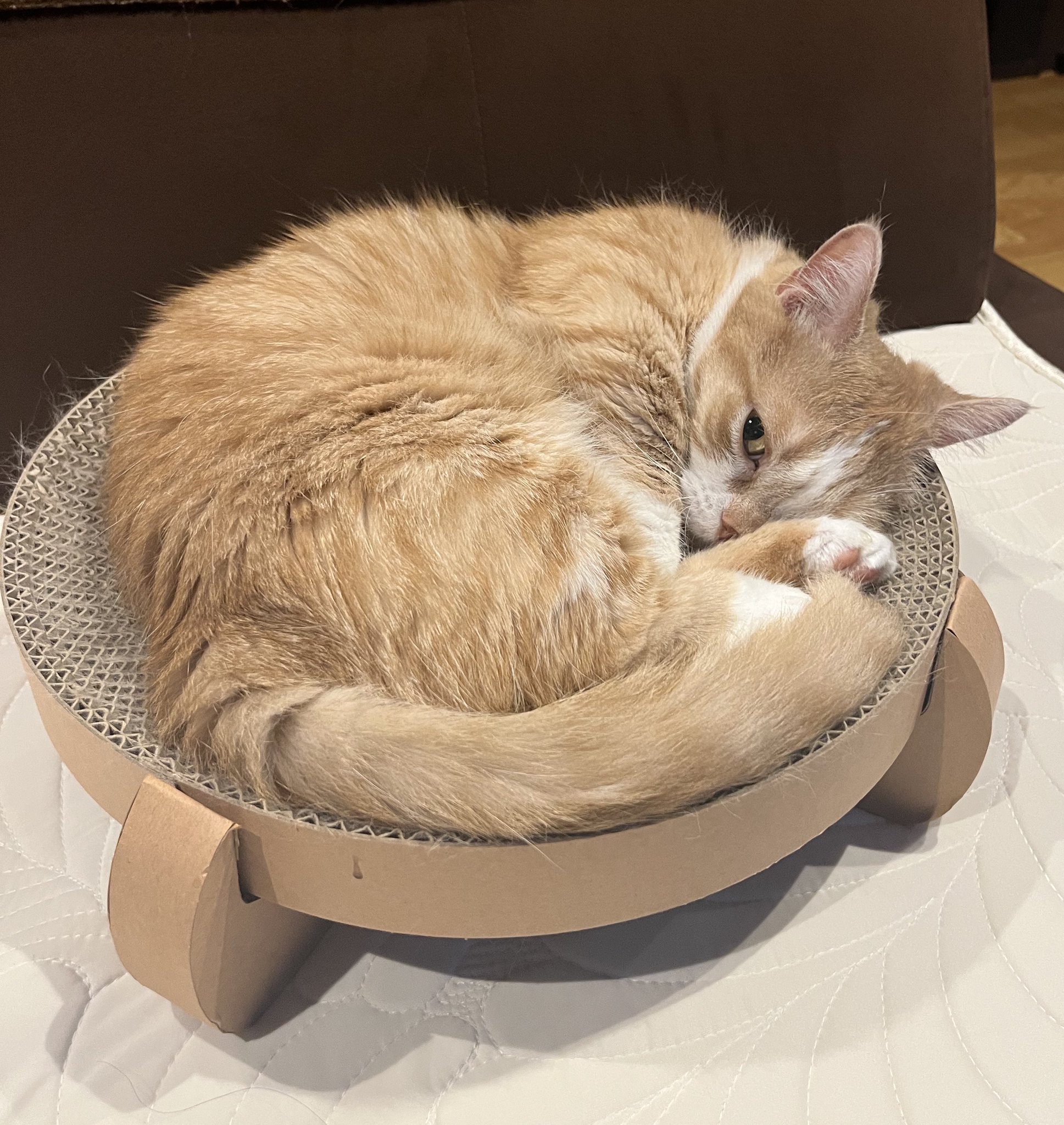 猫の寅 mqdefault.jpg
