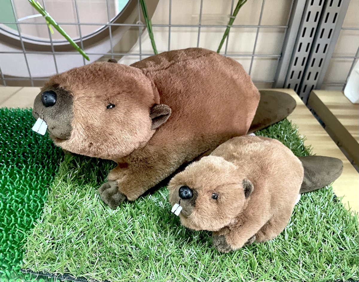 ワーリー ぬいぐるみ セット ぬいぐるみのテイクオフ【公式】 (@takeoff1987) / X