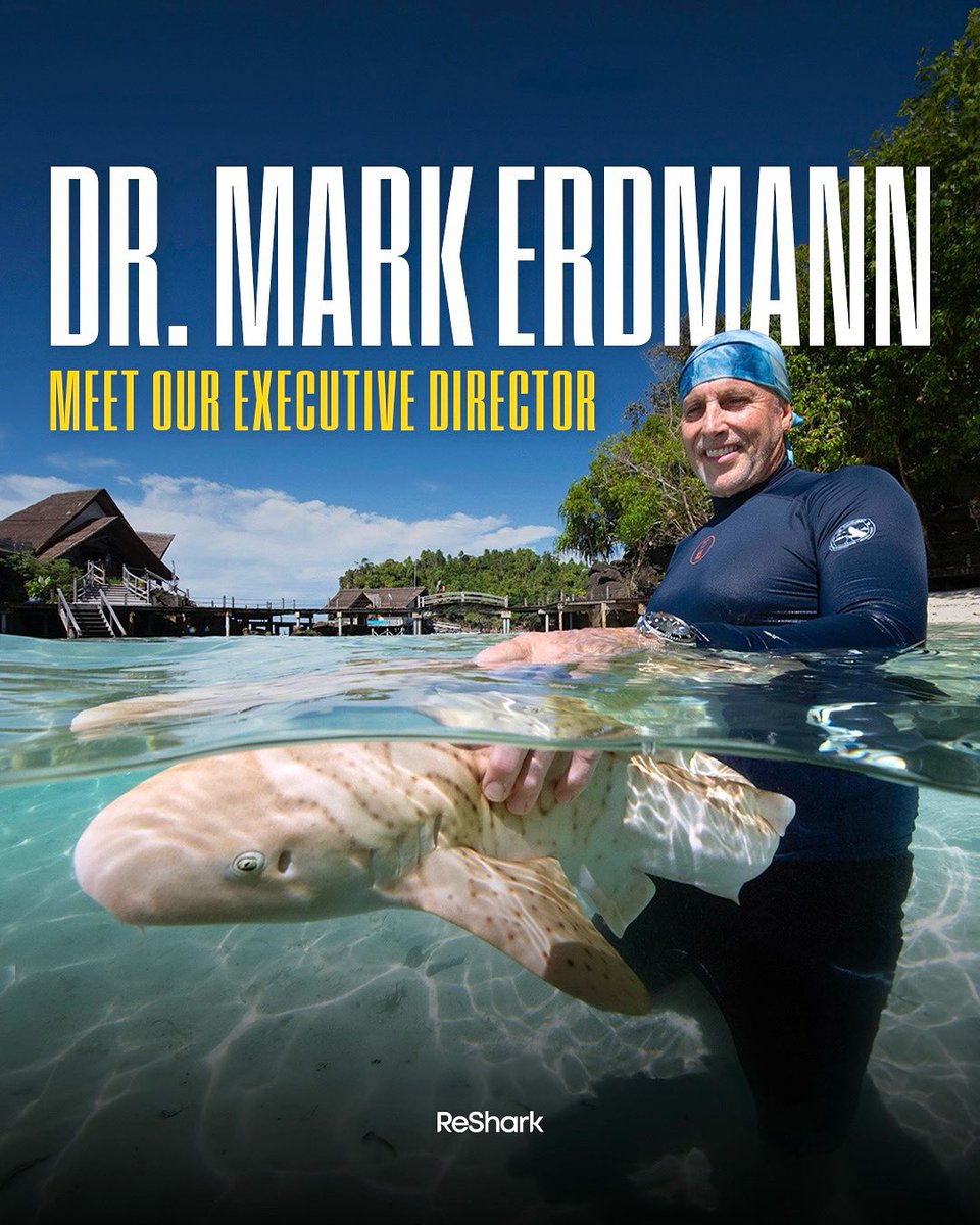Dr. Mark Erdmann is ReShark’s first-ever Executive Director! 🦈🎉

He will also serve as <a href="/rewild/">Re:wild</a>’s Shark Conservation Director. 

With 35 yrs of conservation leadership (incl the past 2 decades with <a href="/ConservationOrg/">Conservation Intl</a>), Mark has built a powerful legacy. 

🔗 reshark.org/leadership