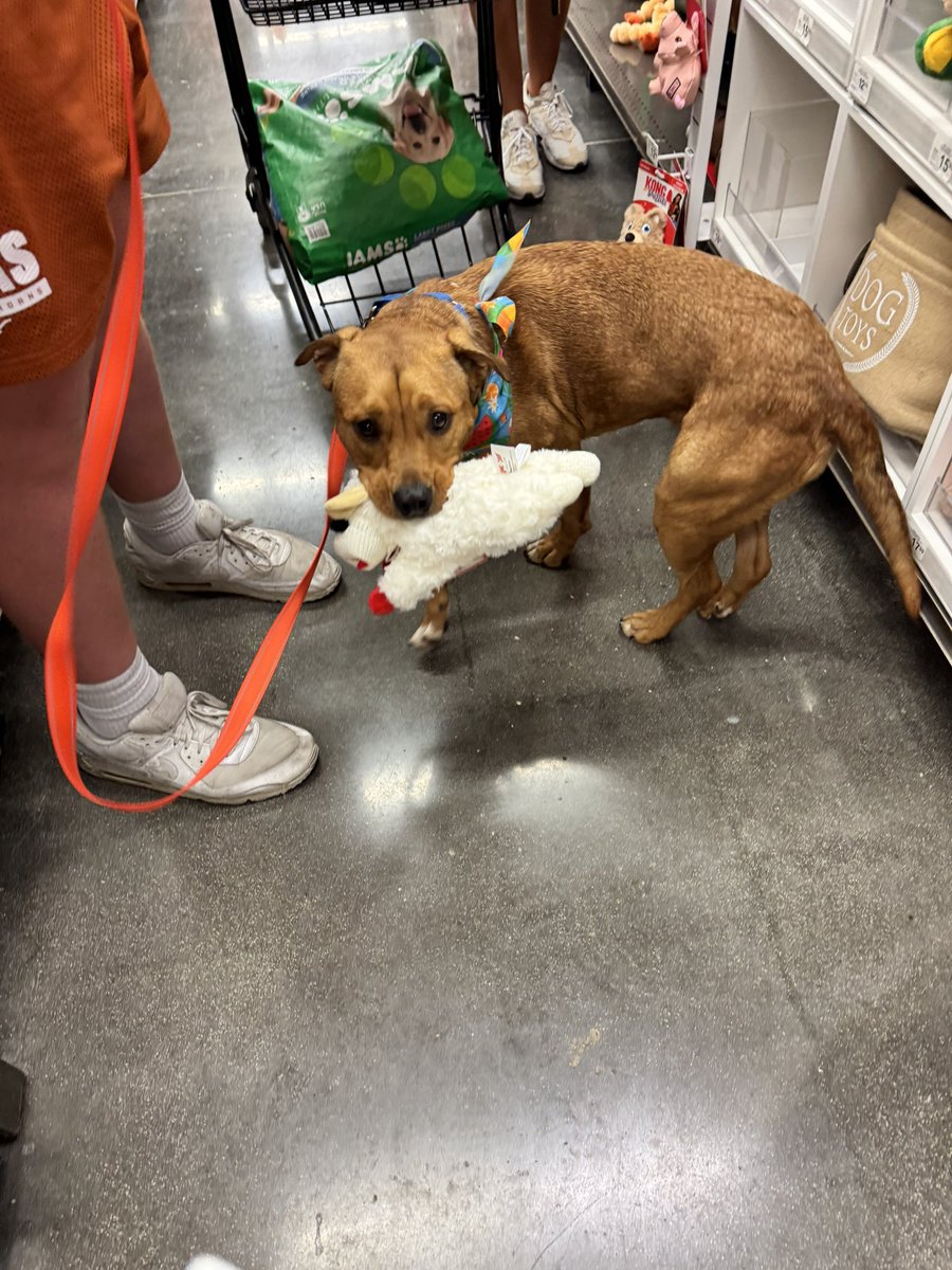 Rosie Stroh (@rstroh) on Twitter photo Rescues are the best. <a href="/stroh_connor/">Connor Stroh</a>โs new pup - Brownie. She is a gentle and snuggly girl. Rescues are the best. <a href="/stroh_connor/">Connor Stroh</a>โs new pup - Brownie. She is a gentle and snuggly girl.