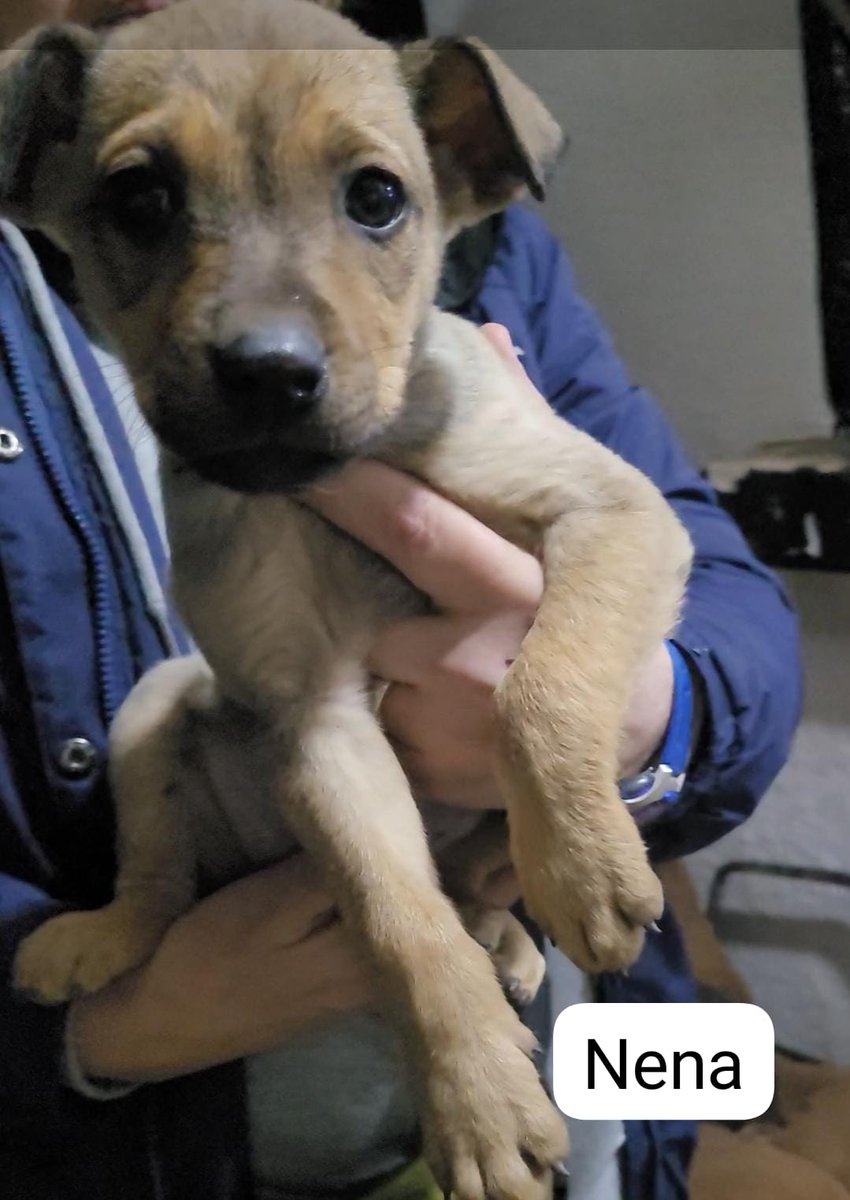 Giovanna Moreno (@giovann69231268) on Twitter photo Rescate hoy 5 cachorras que estaban c la madre en la calle. Vana ser entre medianos y grandes, tienen 2 meses aproximadamente. Están en <a href="/LigaBichera/">Liga Bichera Montevideo Refugio</a> 096 130 638 . Buscan hogar que los quiera. La madre será castrada en breve. 2 cachorros no pudimos agarrar y quedaron c ella en + Rescate hoy 5 cachorras que estaban c la madre en la calle. Vana ser entre medianos y grandes, tienen 2 meses aproximadamente. Están en <a href="/LigaBichera/">Liga Bichera Montevideo Refugio</a> 096 130 638 . Buscan hogar que los quiera. La madre será castrada en breve. 2 cachorros no pudimos agarrar y quedaron c ella en +