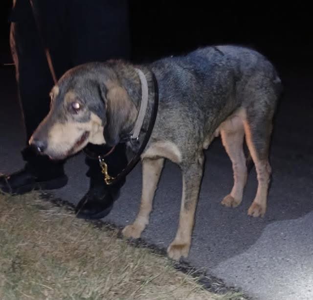 🆘 OLDER HOUND DOG TBK☠️ 7.4 BY #SANANTONIOACS #TEXAS‼️

MIAMI 🌴#A762697 
9yo F, 71 lbs
Sweet💘
🚨otitis externa, alopecia w many scabbed wounds, pododermatitis, yeasty odor, toe touching lamen on R pelvic leg
#PledgeForRescue #SeniorDog

#Foster #AdoptDontShop ☎️2102076669/6666