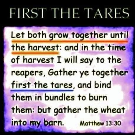 FortheLOVEofYAH's tweet image. The tares are burned first! Are you wheat or are you tares? Are you sure?