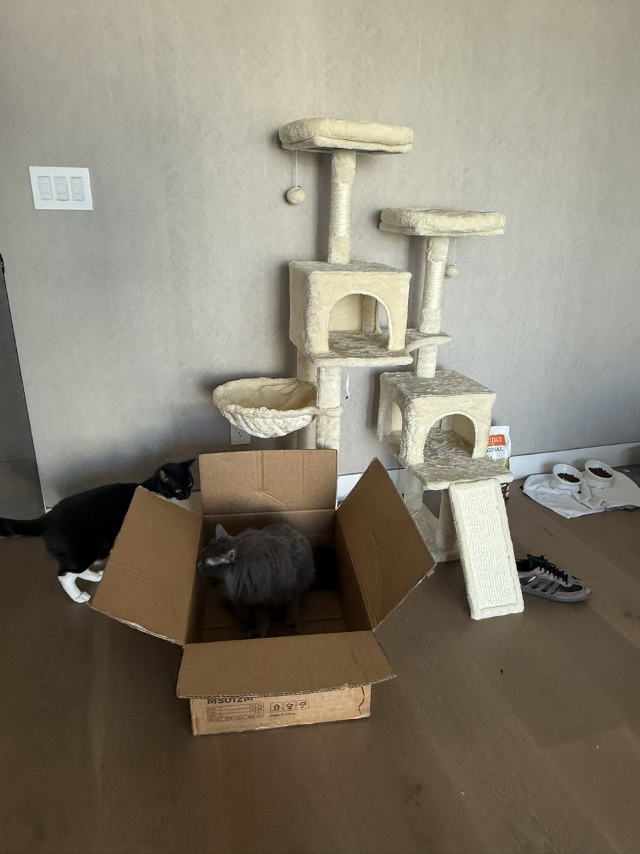 MrAustinShow's tweet image. More interested in the box than the cat tree it came in…