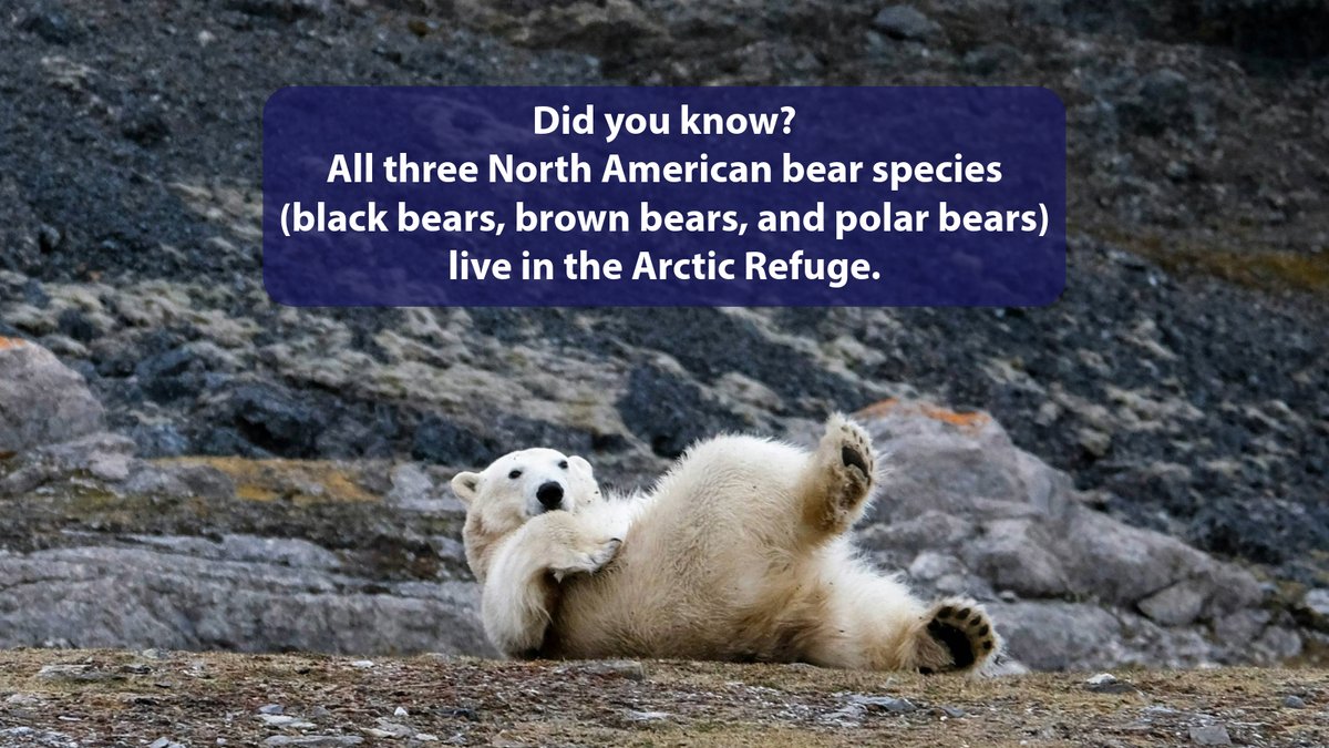 EnviroAction's tweet image. Polar bears, black bears, and brown bears, oh my!
