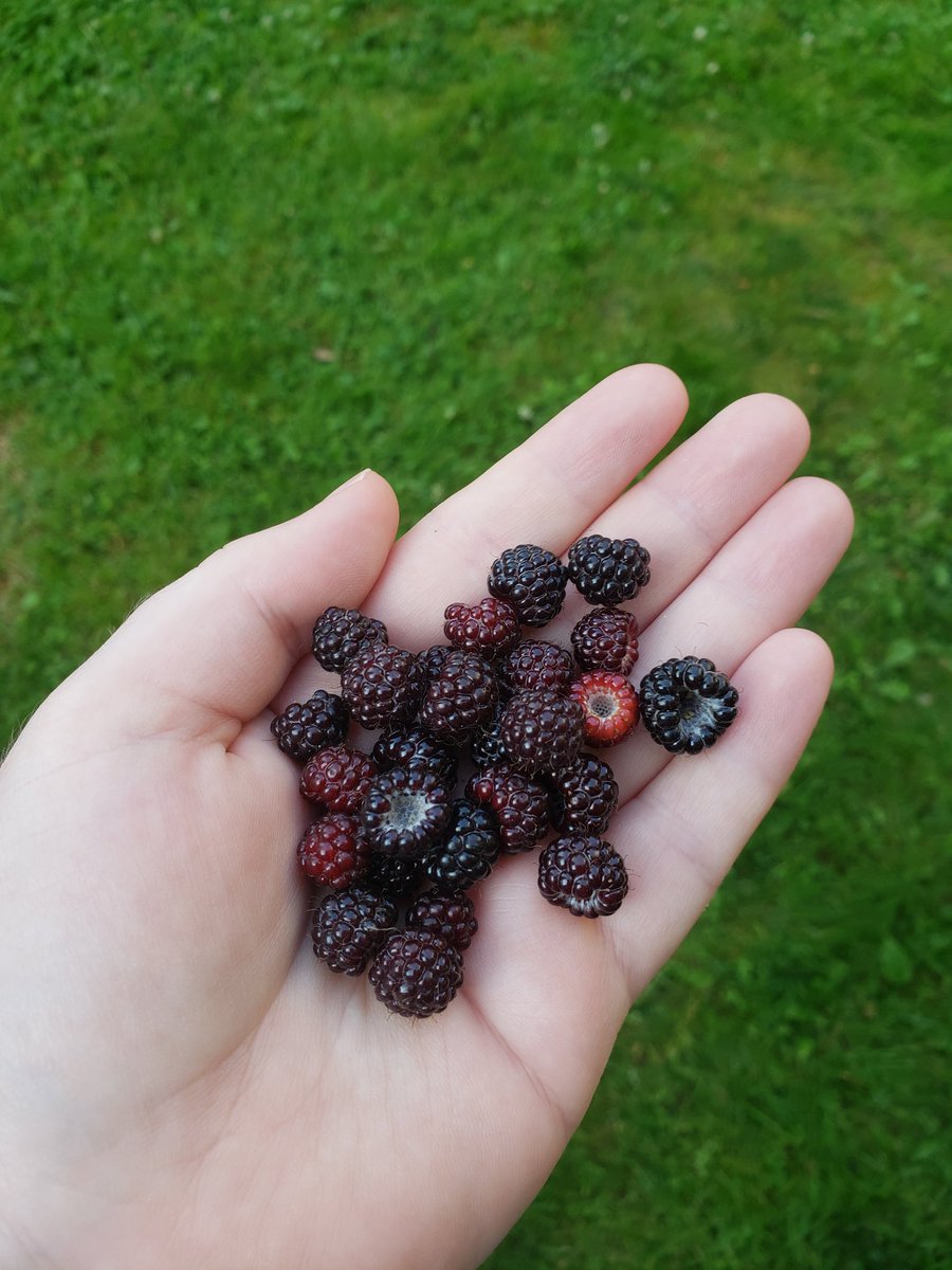 black raspberries!!!