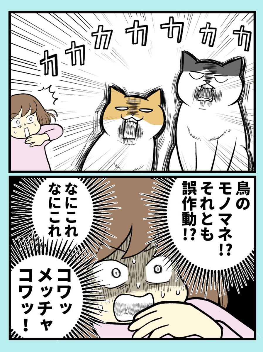 猫の謎の『カカカカ』現象、正体は…? 
