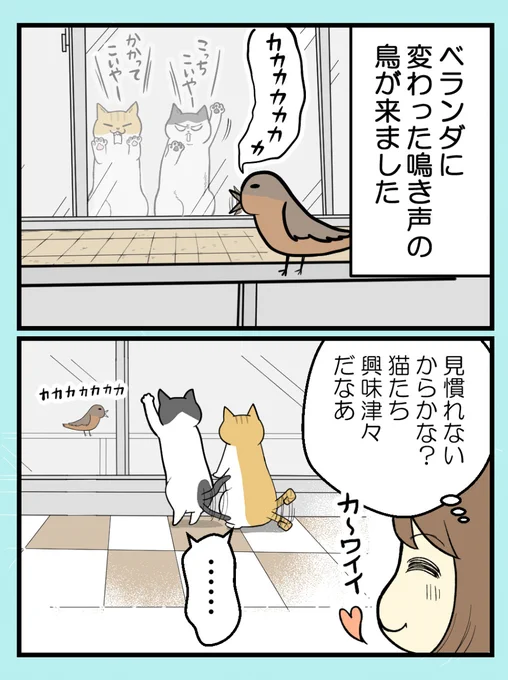 猫の謎の『カカカカ』現象、正体は…? 