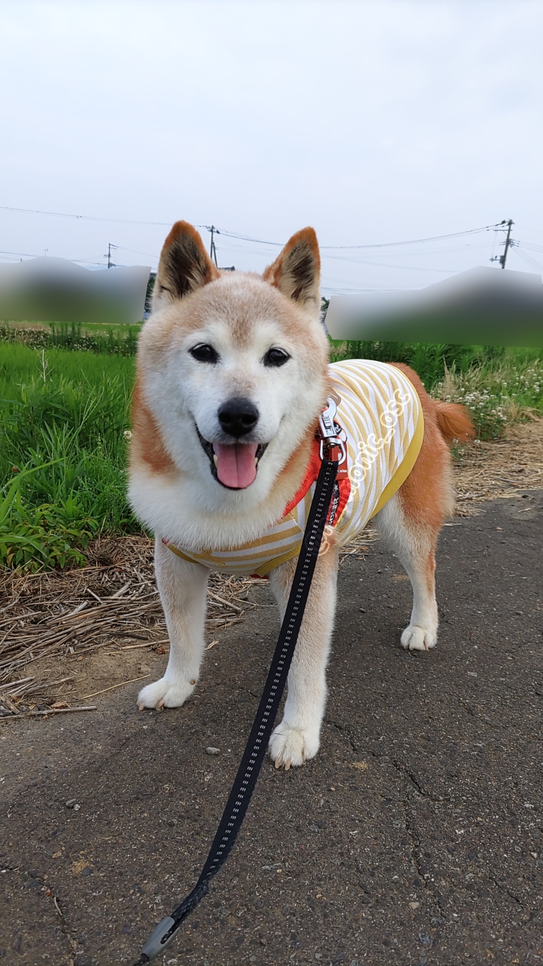 yutaka4848🐕🐾🎮💻_φ(・_・ on X: 