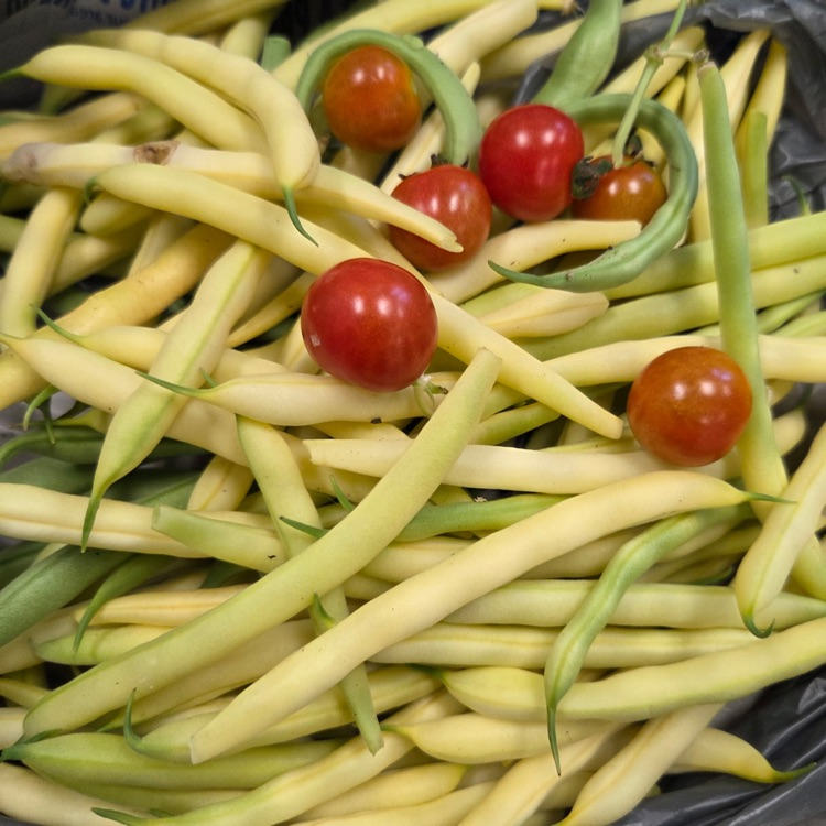 RockwoodTigers1's tweet photo. Green beans, wax beans and the first tomatoes of the summer. The tomato plants are huge and loaded with flowers!
Happy Independence Day from the STEM Group at RHS. 🎆🎇❤️🤍💙
#Biostem #RHS https://t.co/4iz4EmrU3h