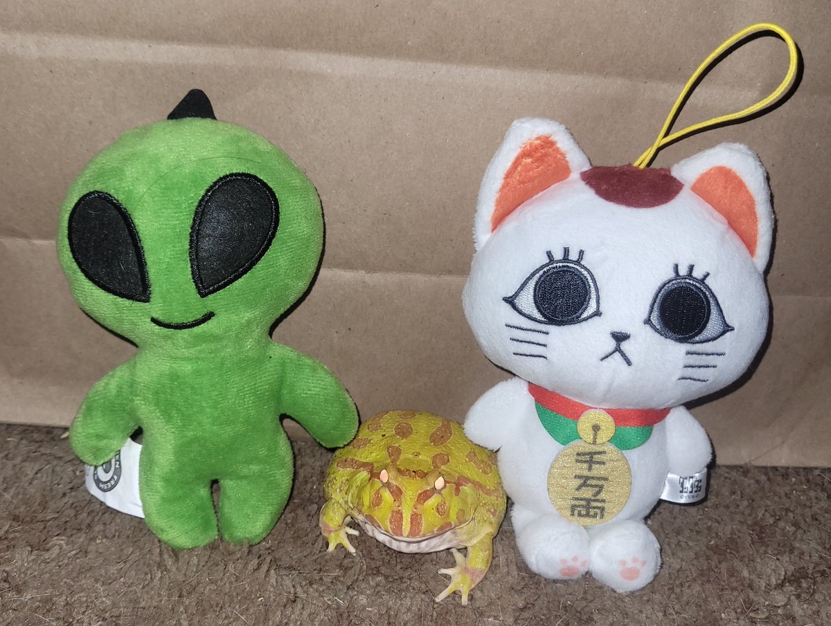 LiL_Lost_Lenore's tweet image. Mento says watch season 2 of Dandadan or else... #mento #albinopacmanfrog #pacmanfrog #frog #dandadan #turbogrannydandadan #aliens #ghost #frogs