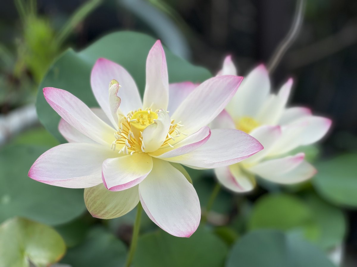Yoshimasa_Tsu's tweet image. ハス「小舞妃蓮」が咲きました。
お椀型のハスと見比べると、細長い花弁が散開するような開き方をするので、舞踏しているように見えます。