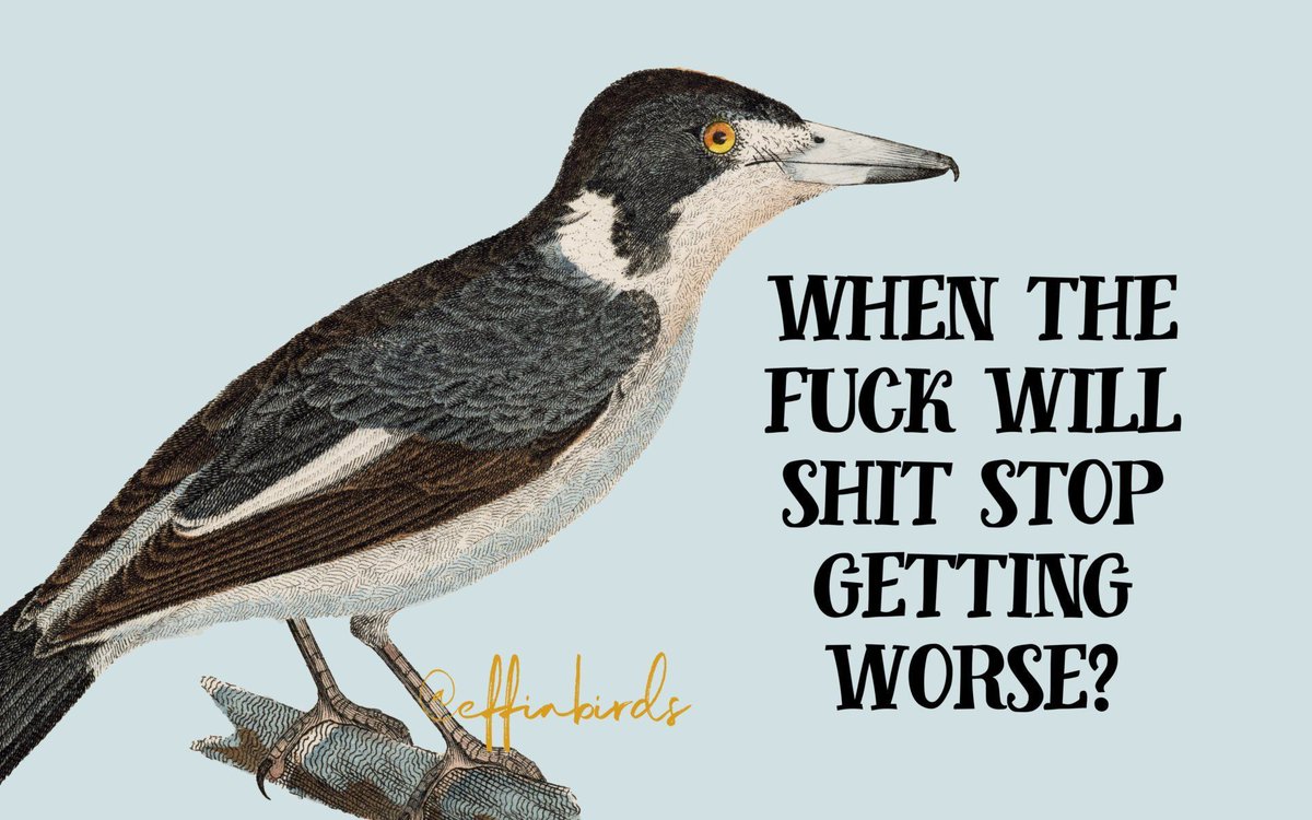 Effin' Birds (@effinbirds) on Twitter photo 