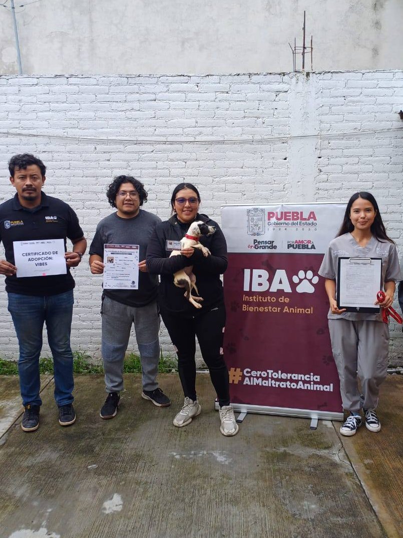 Instituto de Bienestar Animal PUE (@ibagobpue) on Twitter photo En el <a href="/Gob_Puebla/">Gobierno de Puebla</a> agradecemos a la nueva familia de Vibes por brindarle una nueva oportunidad en un hogar lleno de amor y cariño.
Tu también puedes cambiarle la vida a uno de nuestros peludos abriéndole la puerta de tu hogar y de tu corazón.
📲 Más información: 221 431 3246 En el <a href="/Gob_Puebla/">Gobierno de Puebla</a> agradecemos a la nueva familia de Vibes por brindarle una nueva oportunidad en un hogar lleno de amor y cariño.
Tu también puedes cambiarle la vida a uno de nuestros peludos abriéndole la puerta de tu hogar y de tu corazón.
📲 Más información: 221 431 3246