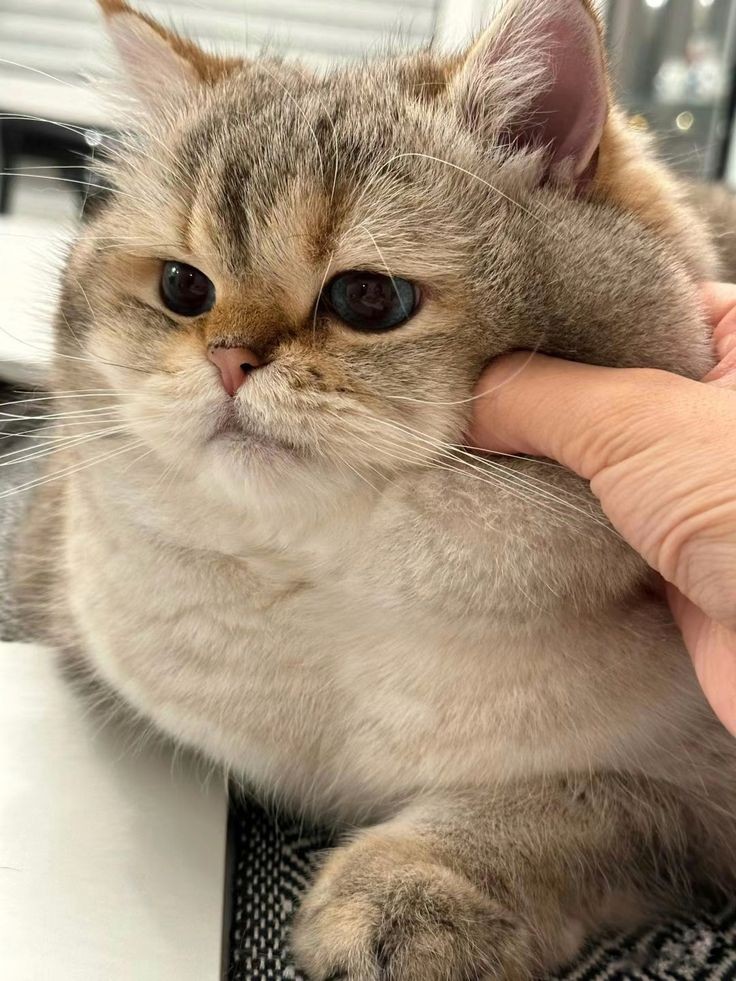 smol silly cat tweet media