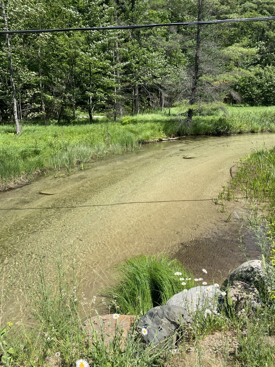 Insane clear water in this lil creek between a pair of Otsego county lakes ….