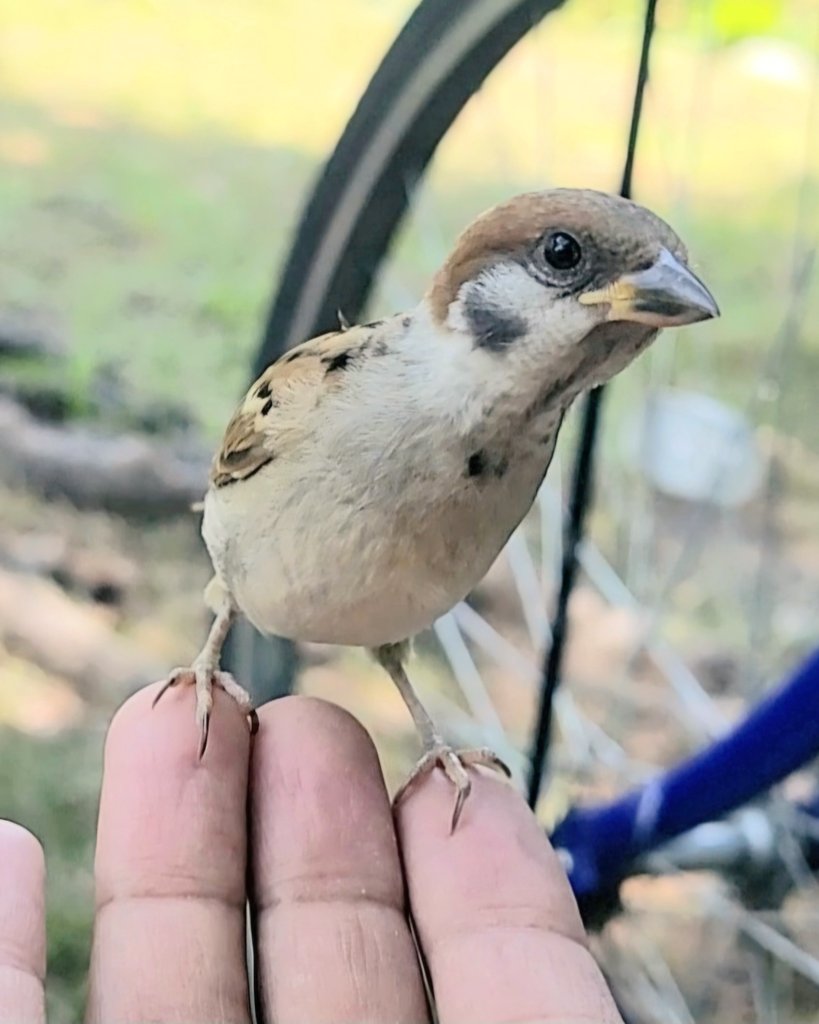 pi_pipi33's tweet image. 若スズメﾁｬﾝ👋
ｵﾊﾖｰｺﾞｻﾞｲﾏｽ 🐥(⁠•⁠ө⁠•⁠)⁠