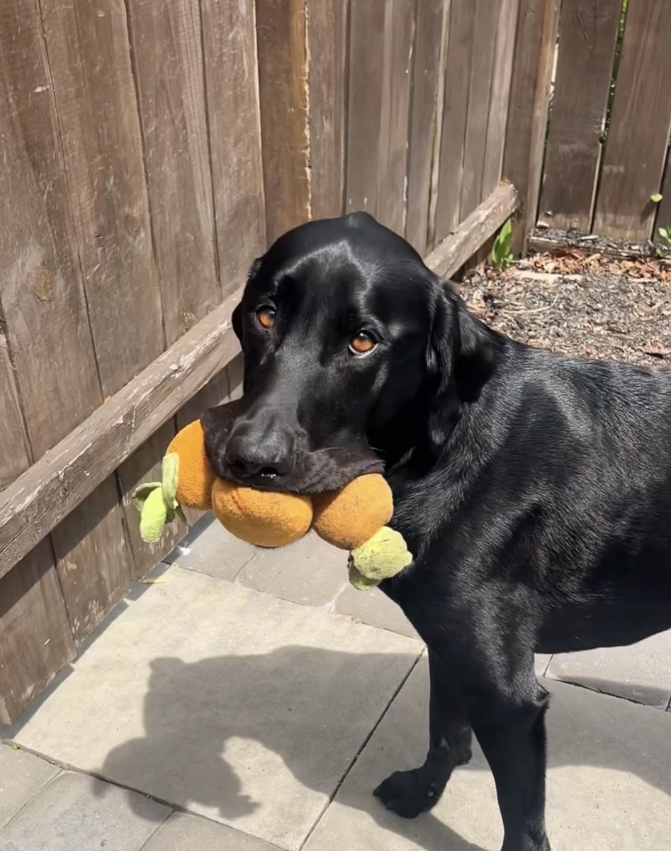 WeRateDogs tweet media