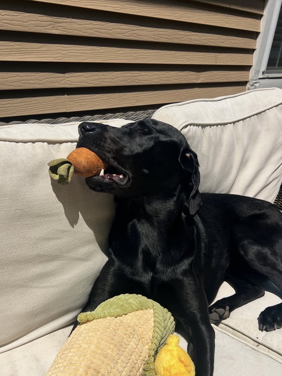 This is Morrie. He won't go anywhere without his emotional support stuffed carrot. His family describes him as "a sensitive guy with really big feelings," and holding his carrot brings him comfort. "From the minute he wakes up to when he goes to sleep he knows where his carrot is