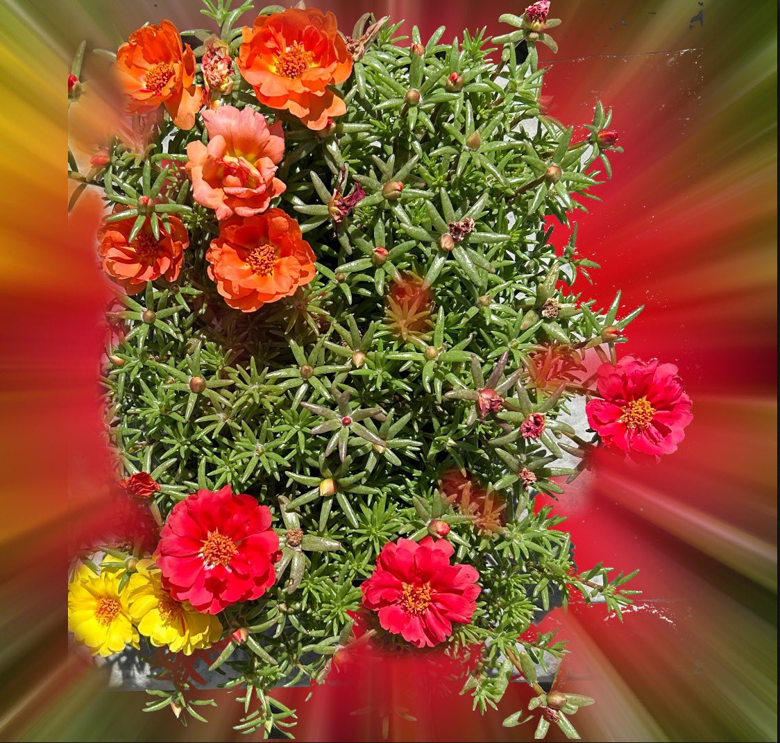 #Portulaca fireworks today! ❤️🧡💛🧡❤️