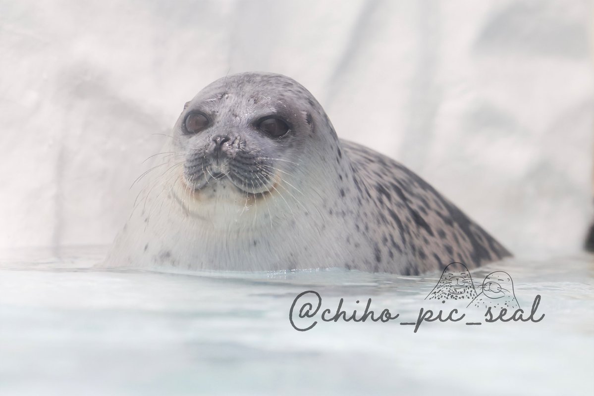 chiho_pic_seal's tweet image. ワモンアザラシのアラレちゃん♡
🦭Ringed seal / Arare
📆2025年5月撮影
📍 海遊館 Osaka Aquarium Kaiyukan
#海遊館
#ワモンアザラシ
#アザラシ
#seal