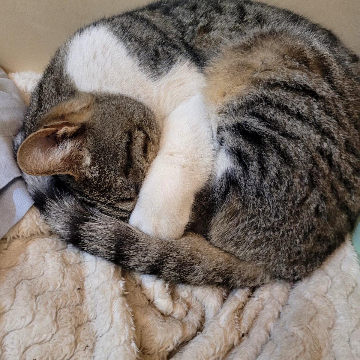 qaptANA's tweet image. Hoy me volvió loca. Ahora duerme impúnemente. #Vago el gato que no es mío pero cree que vive acá