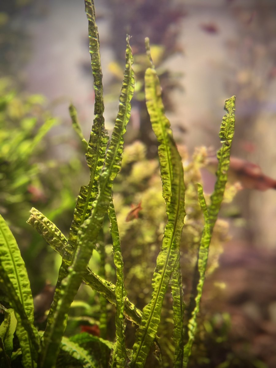 GetAfterIt4U's tweet image. Where the wild things are 🦋🌱🦜

#rainforest #IntoTheJungle #JungleVibes