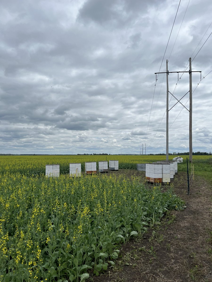megnmoran's tweet image. Such a peaceful day in Temiskaming. Some very nice spring canola and a few fields with high levels of Swede midge damage.
Didnt get above 17C so it was quite pleasant. And not a toddler in site, haha.