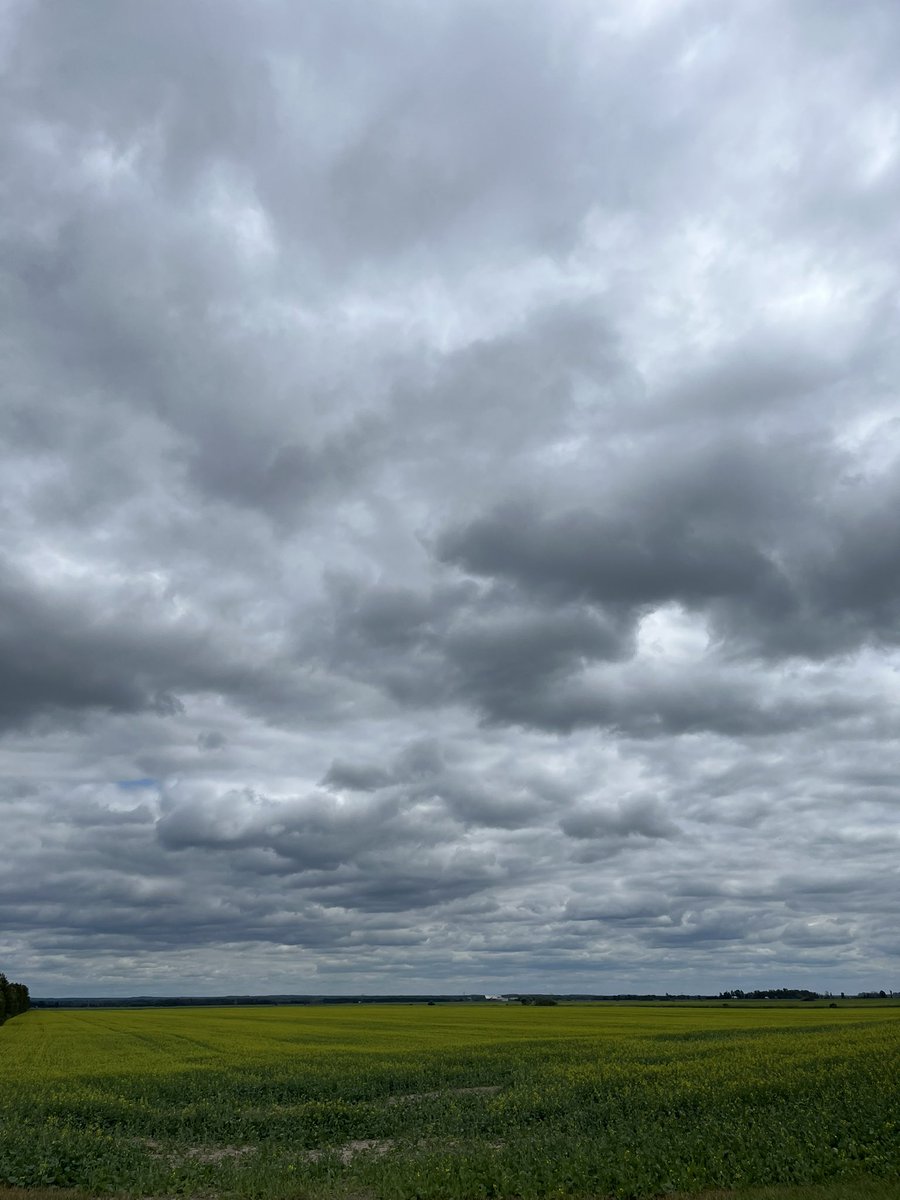 megnmoran's tweet image. Such a peaceful day in Temiskaming. Some very nice spring canola and a few fields with high levels of Swede midge damage.
Didnt get above 17C so it was quite pleasant. And not a toddler in site, haha.