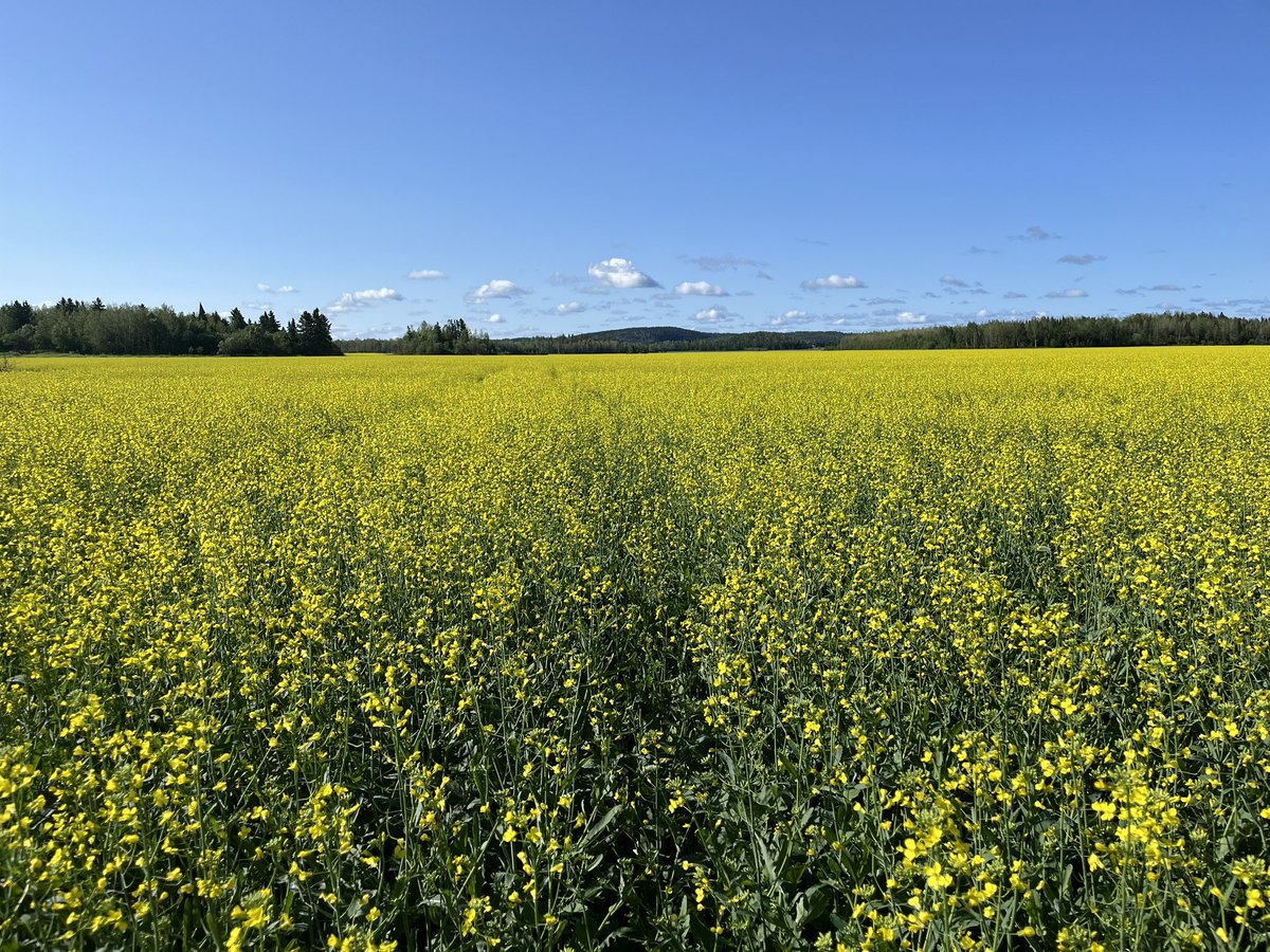 megnmoran's tweet image. Such a peaceful day in Temiskaming. Some very nice spring canola and a few fields with high levels of Swede midge damage.
Didnt get above 17C so it was quite pleasant. And not a toddler in site, haha.