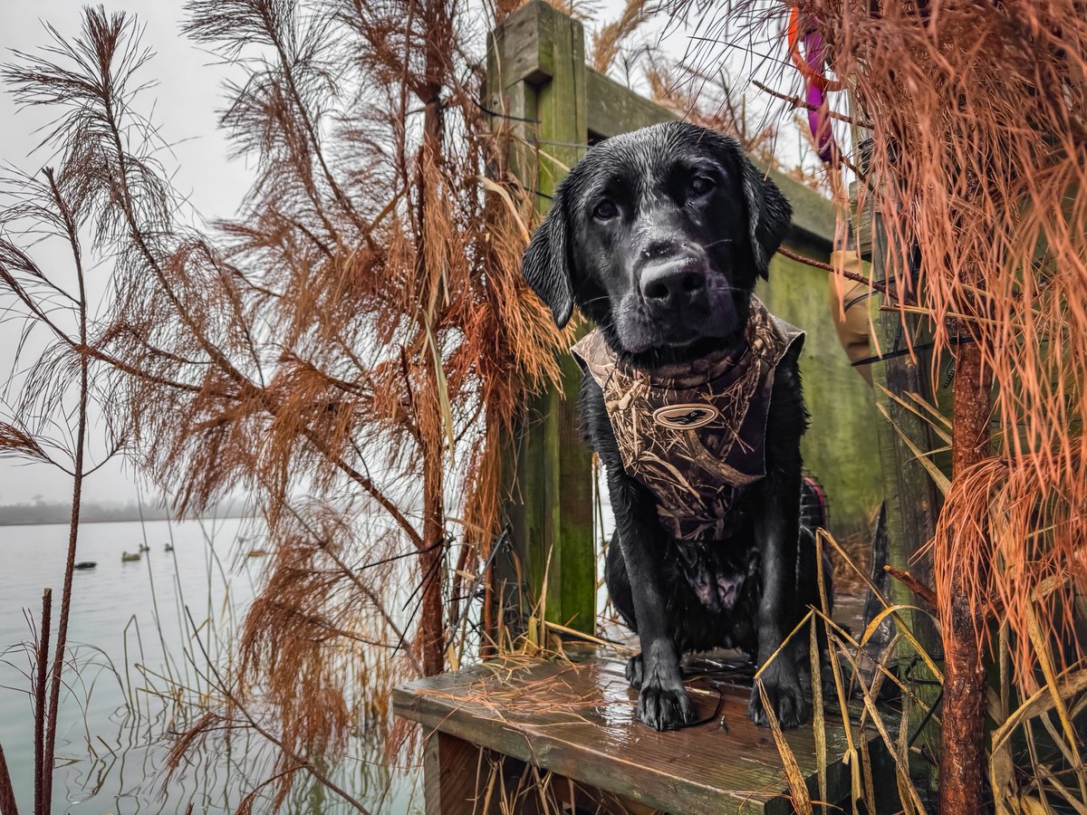 C. H. Baird tweet media