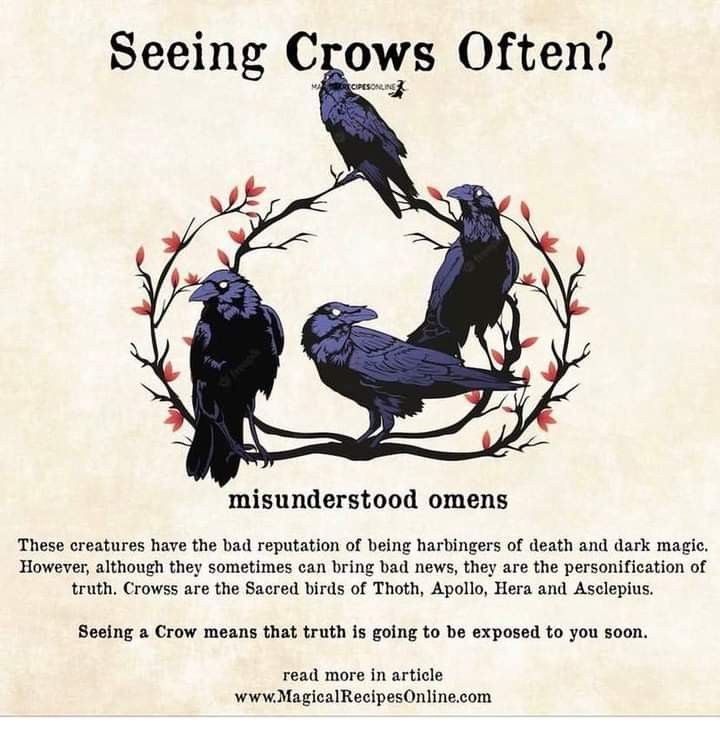 Crows✨✨✨