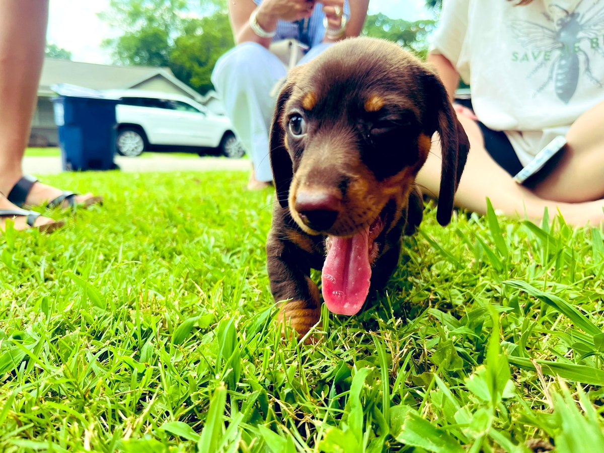 Lotta bad news but I met my friends new puppy today!
