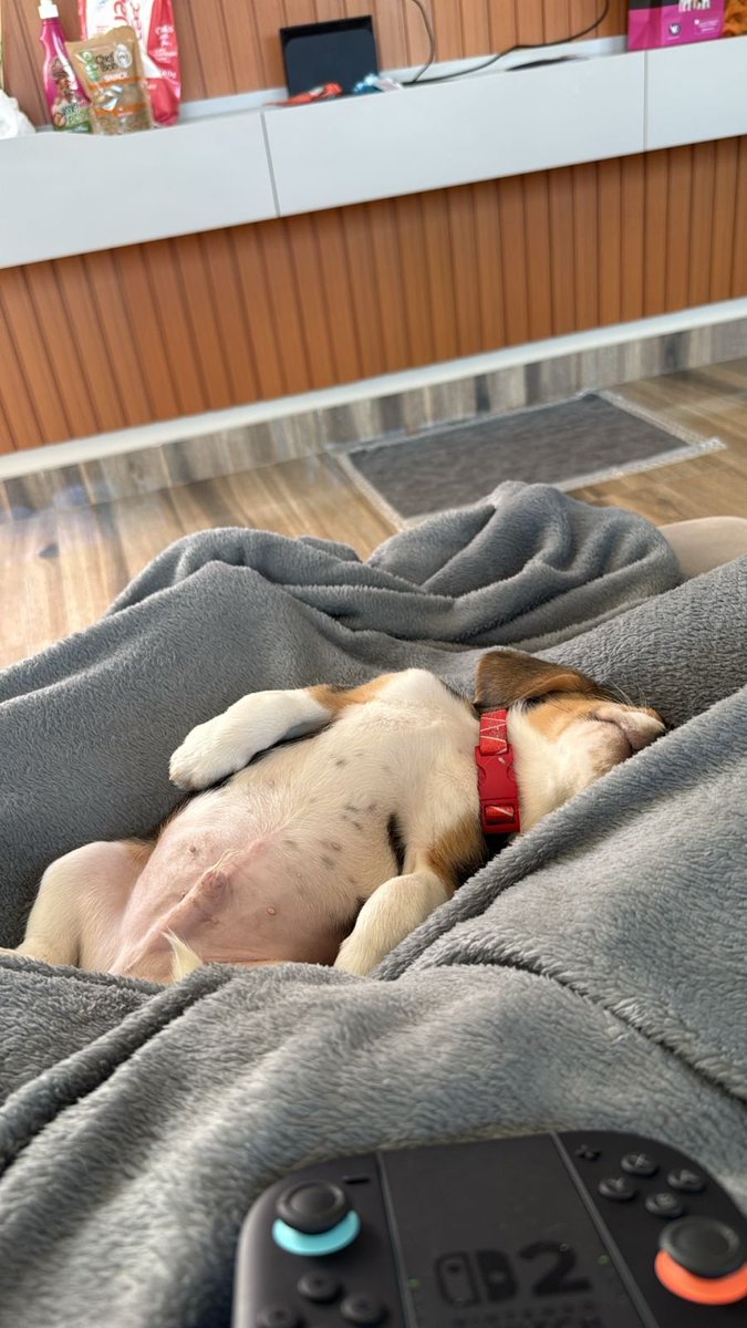 Essa rede teve muito ódio recentemente, vejam meu cachorro barrigudo e se acalmem!!!